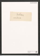 Pleurosigma sp. (de-Toni-Nr.: Genus 13) Zeichnungen Sammlung Grunow (NHMW-BOT-W0369229)